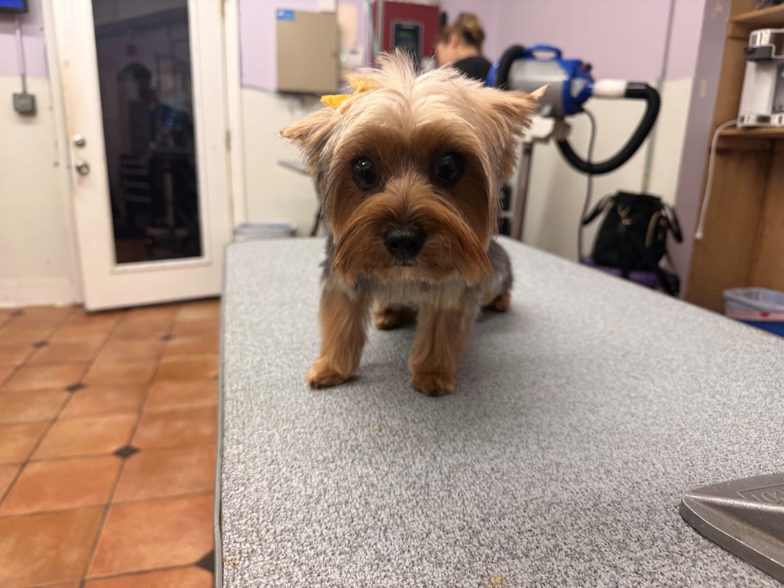 Yorki3_Grooming_Galleria