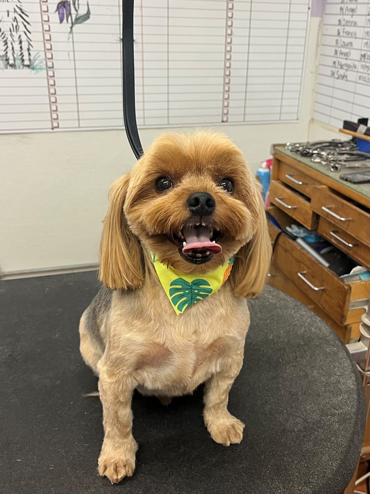 Yorkie_Grooming_Galleria 1