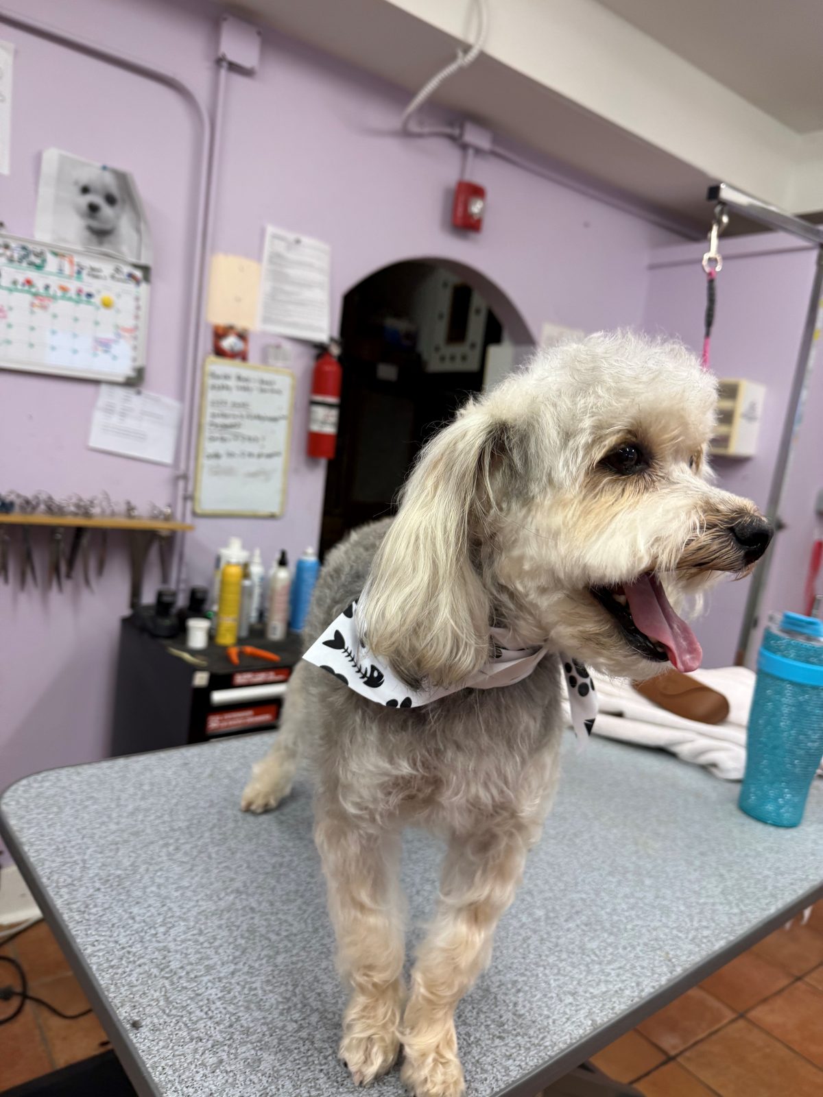 Yorkie_Grooming_Galleria.5