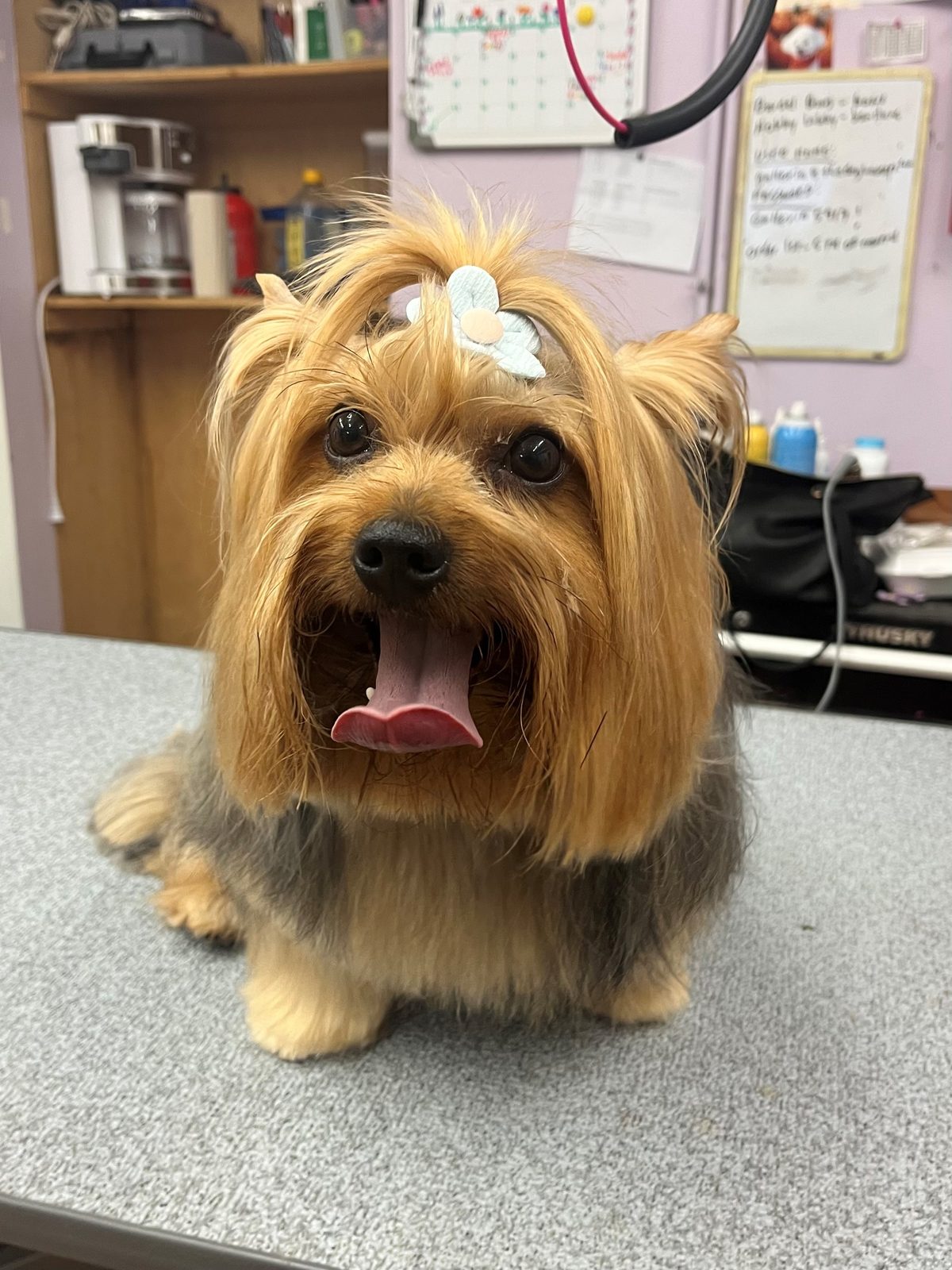 Yorkie_Grooming_Galleria