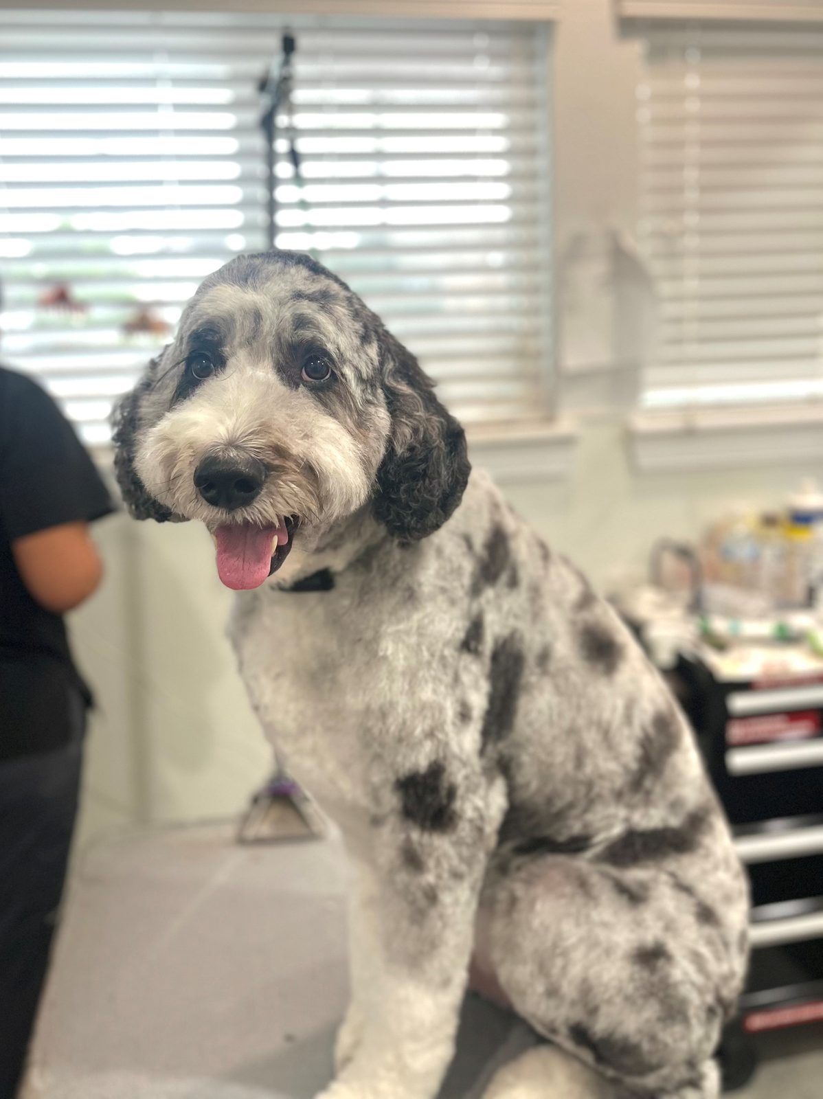 Aus_Doodle_Grooming_Memorial