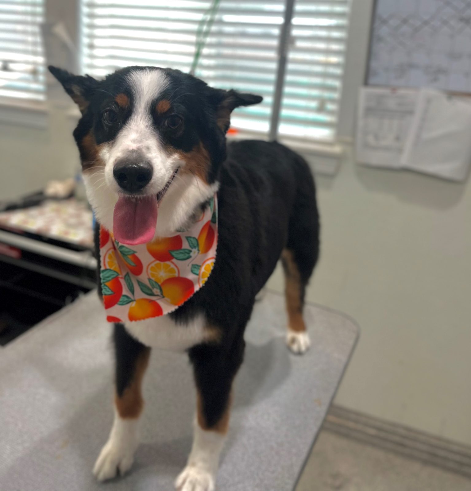 Aus_Shep_Grooming_Memorial