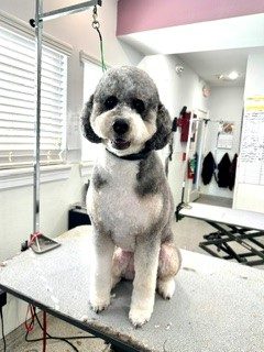 Aussie_Doodle_Grooming_Memorial