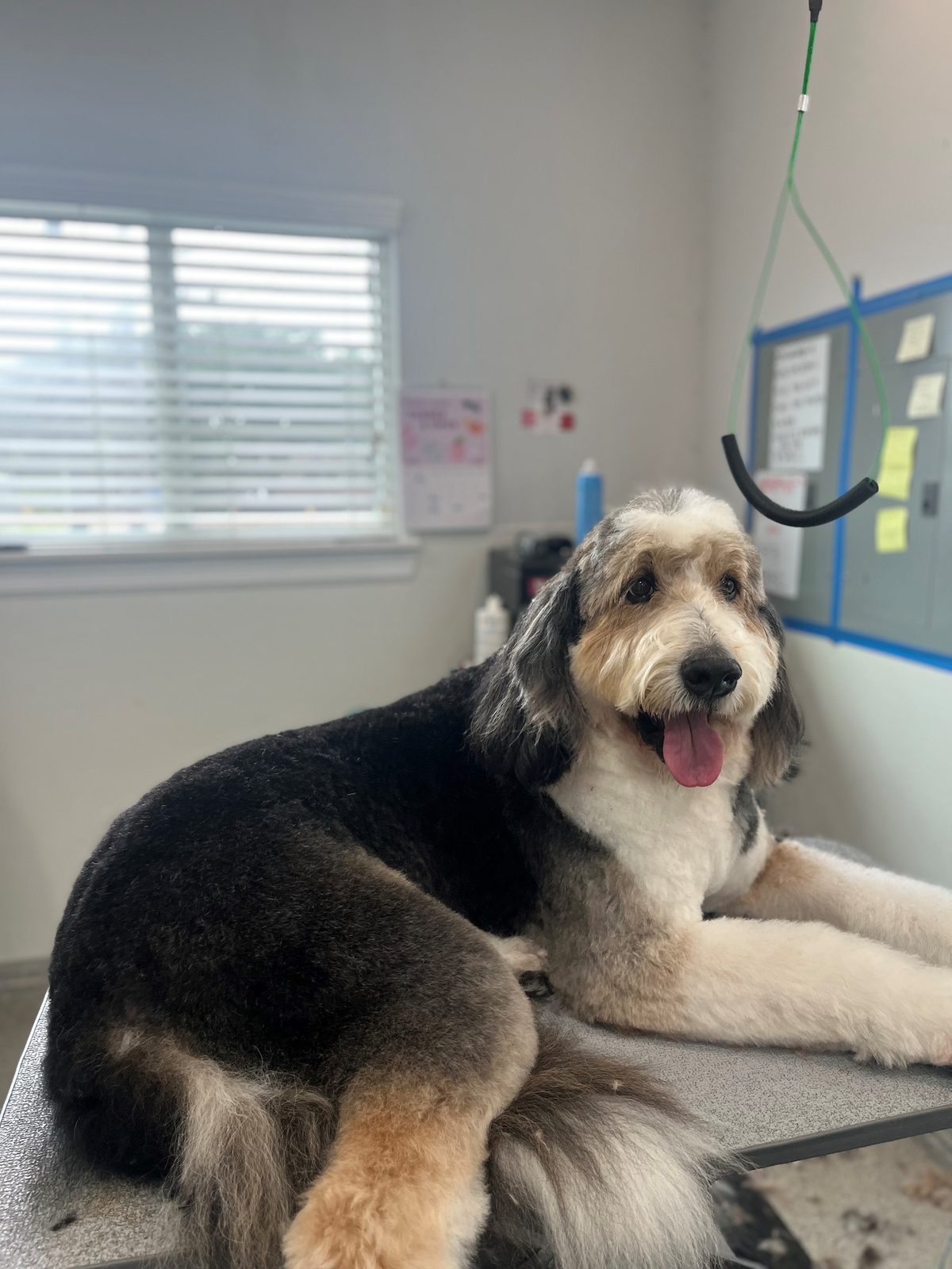 Bernadoodle_Grooming_Memorial 1