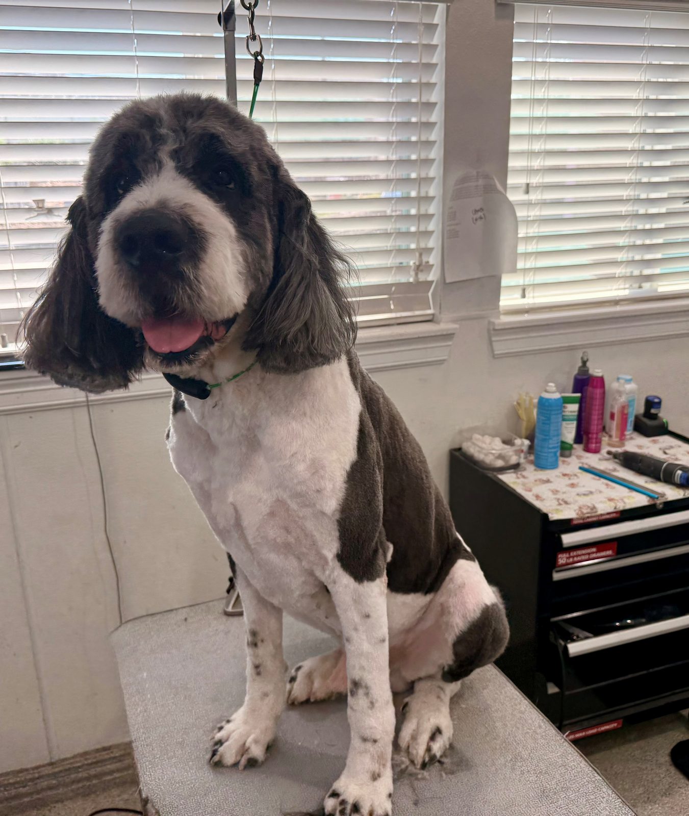 Bernadoodle_Grooming_Memorial