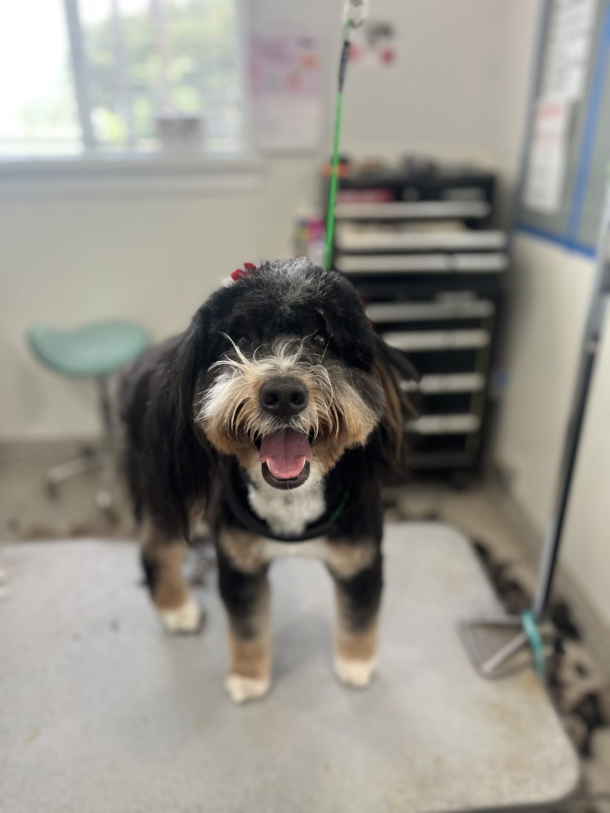Bernedoodle_Grooming_Memorial 1
