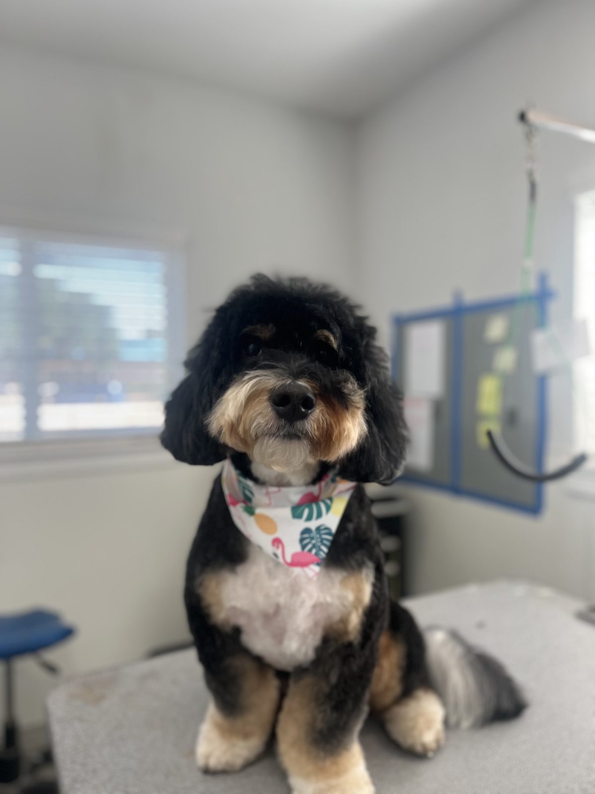 Bernedoodle_Grooming_Memorial