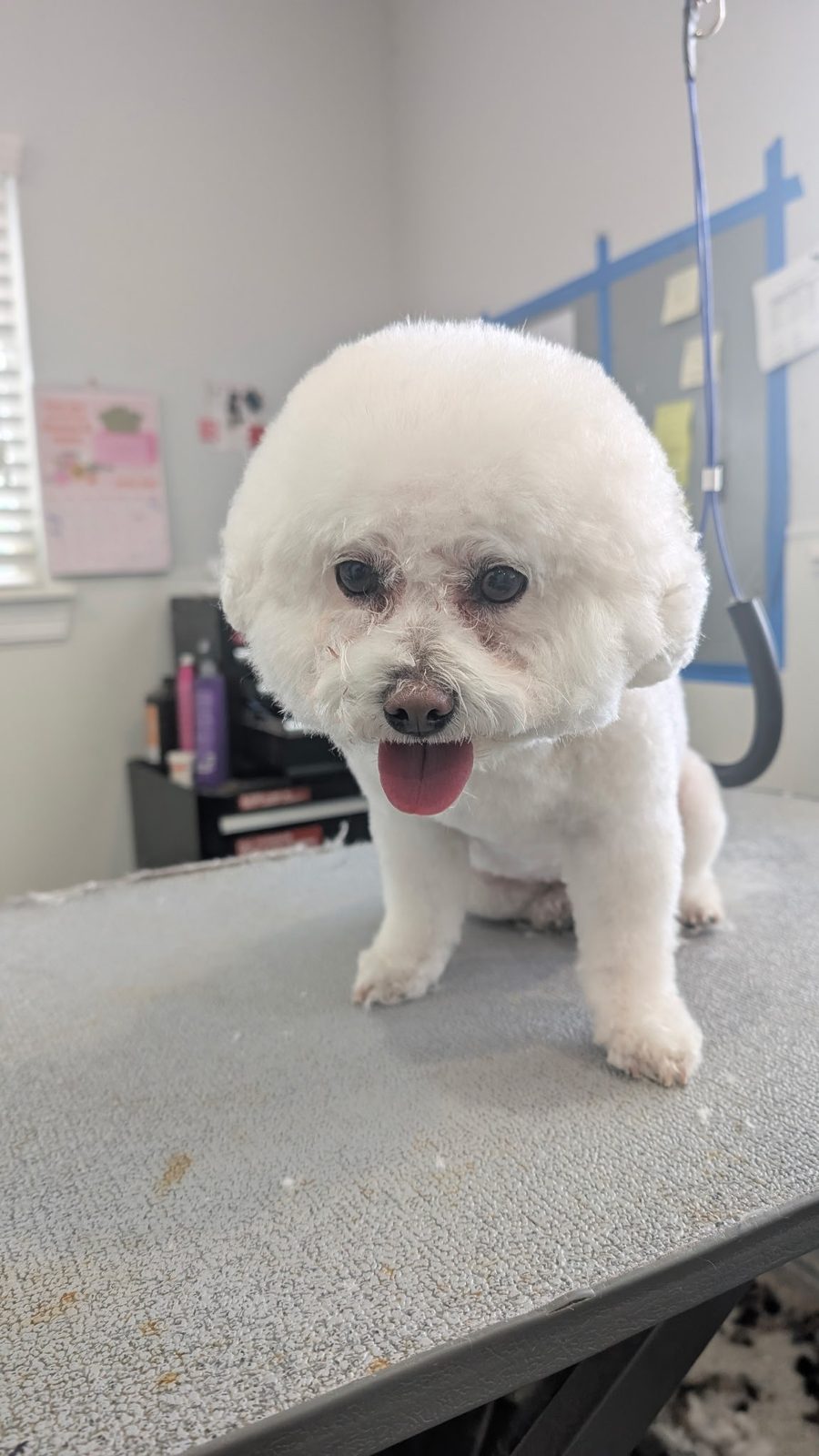 Bichon_Groomin_Memorial