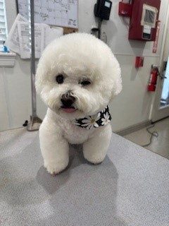 Bichon_Grooming_Memoiral