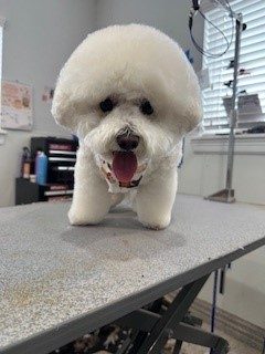 Bichon_Grooming_Memorial