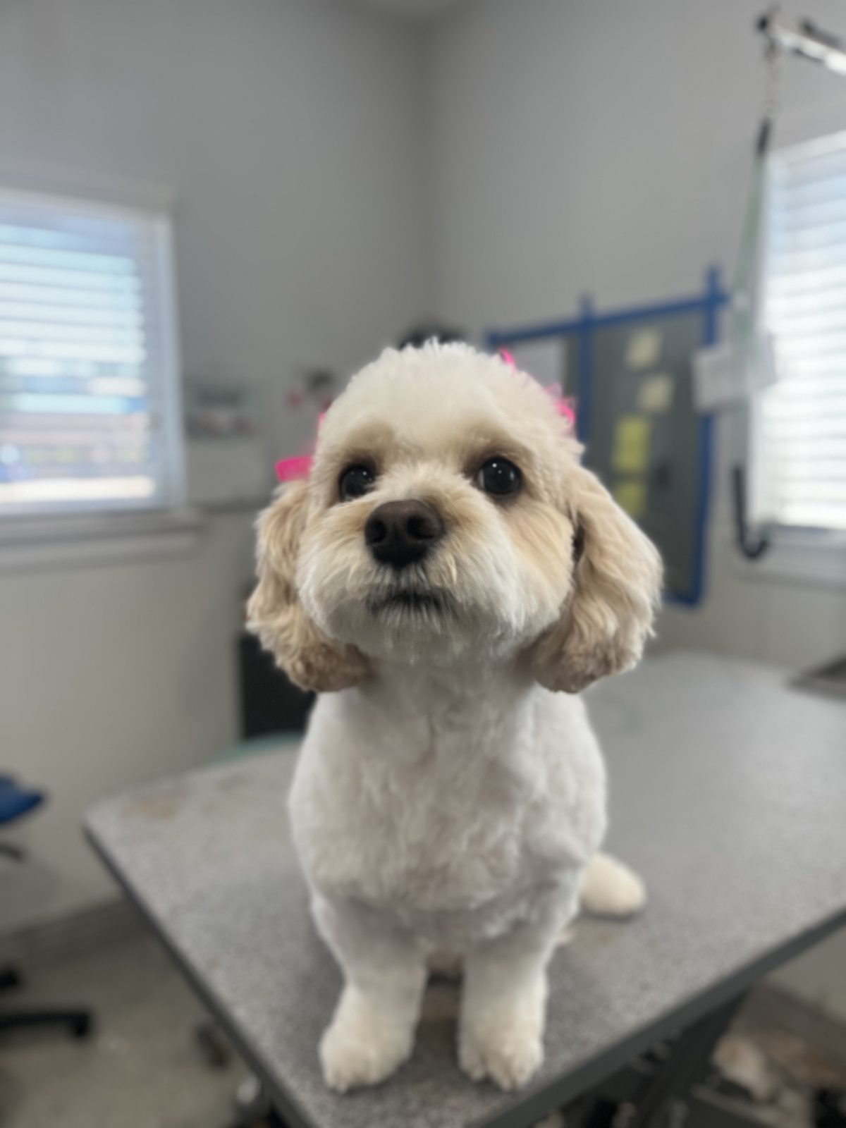 Bichon_Groomiong_Memorial