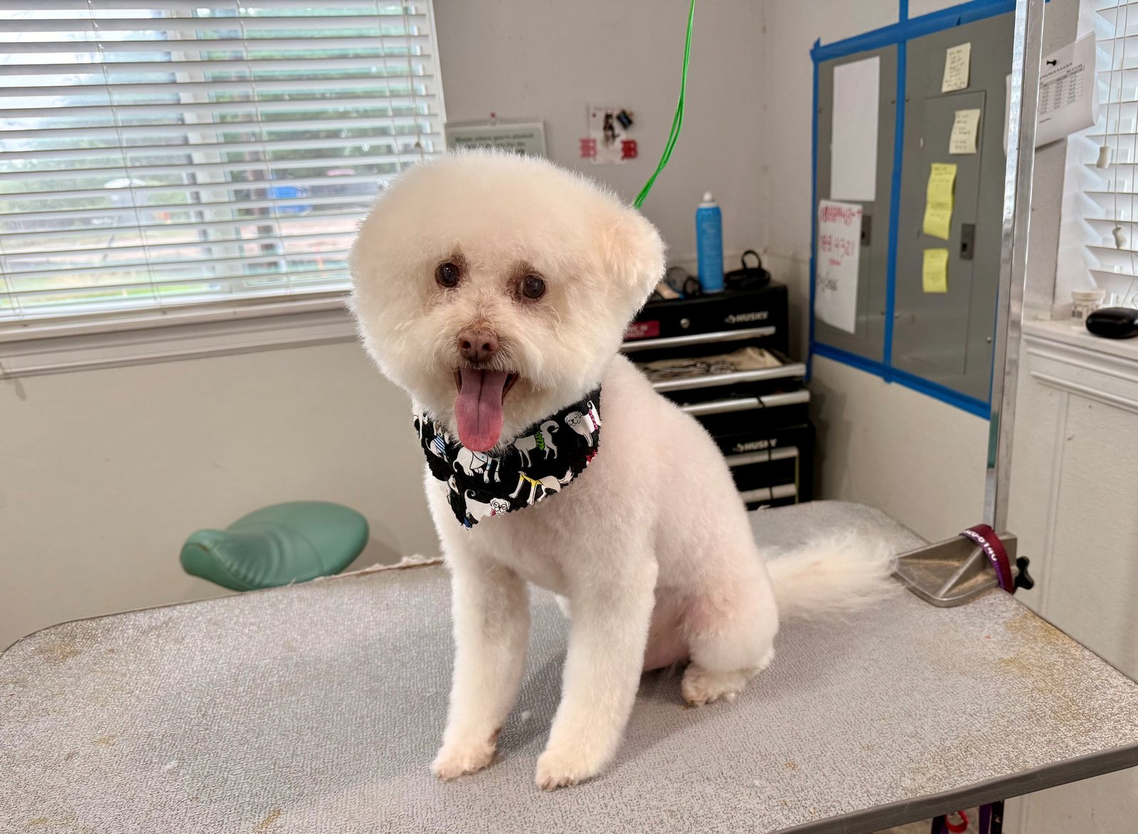 Bichon_Mix_Grooming_Memorial