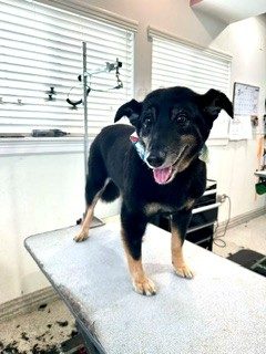 Border_Collie_Mix_Grooming_Memorial