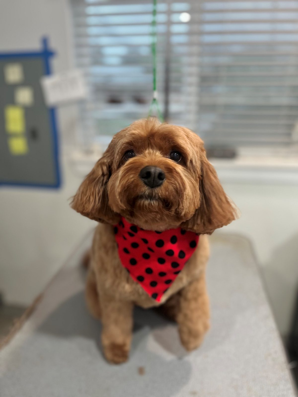 Cavapoo_Grooming_Memorial 1