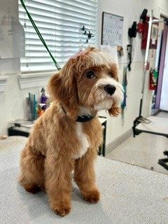 Cavapoo_Grooming_Memorial 2