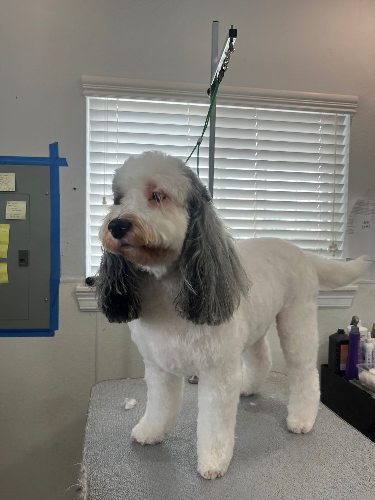 Cavapoo_Grooming_Memorial 3