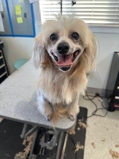 Chinese_Crested_Dog_Grooming_Memorial