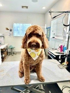Cockapoo_Grooming_Memorial