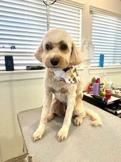 Cocker_Poodle_Mix_Grooming_Memorial