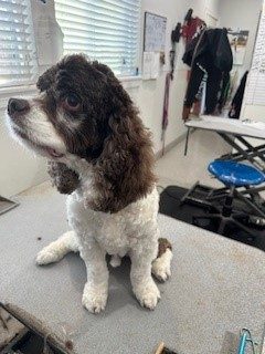 Cocker_Spaniel_Grooming_Memorial