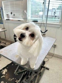 Coton_Grooming_Memorial