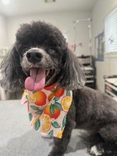 Coton_Memorial_Grooming