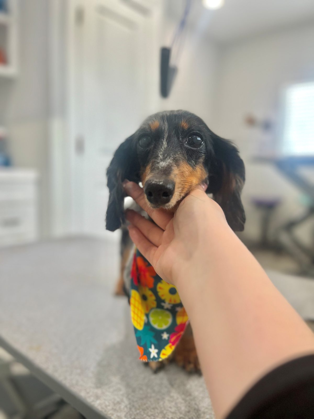 Dachshund_Grooming_Memorial