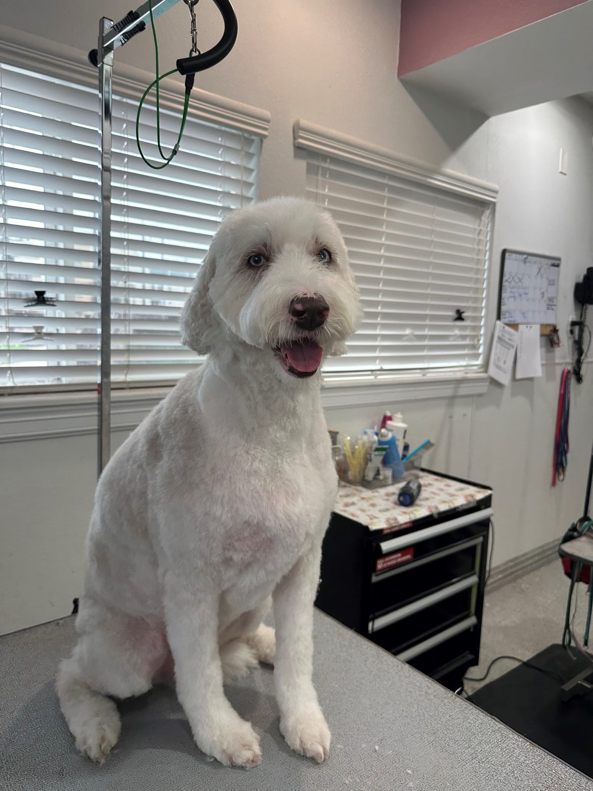 Doodl3_Grooming_Memorial 1