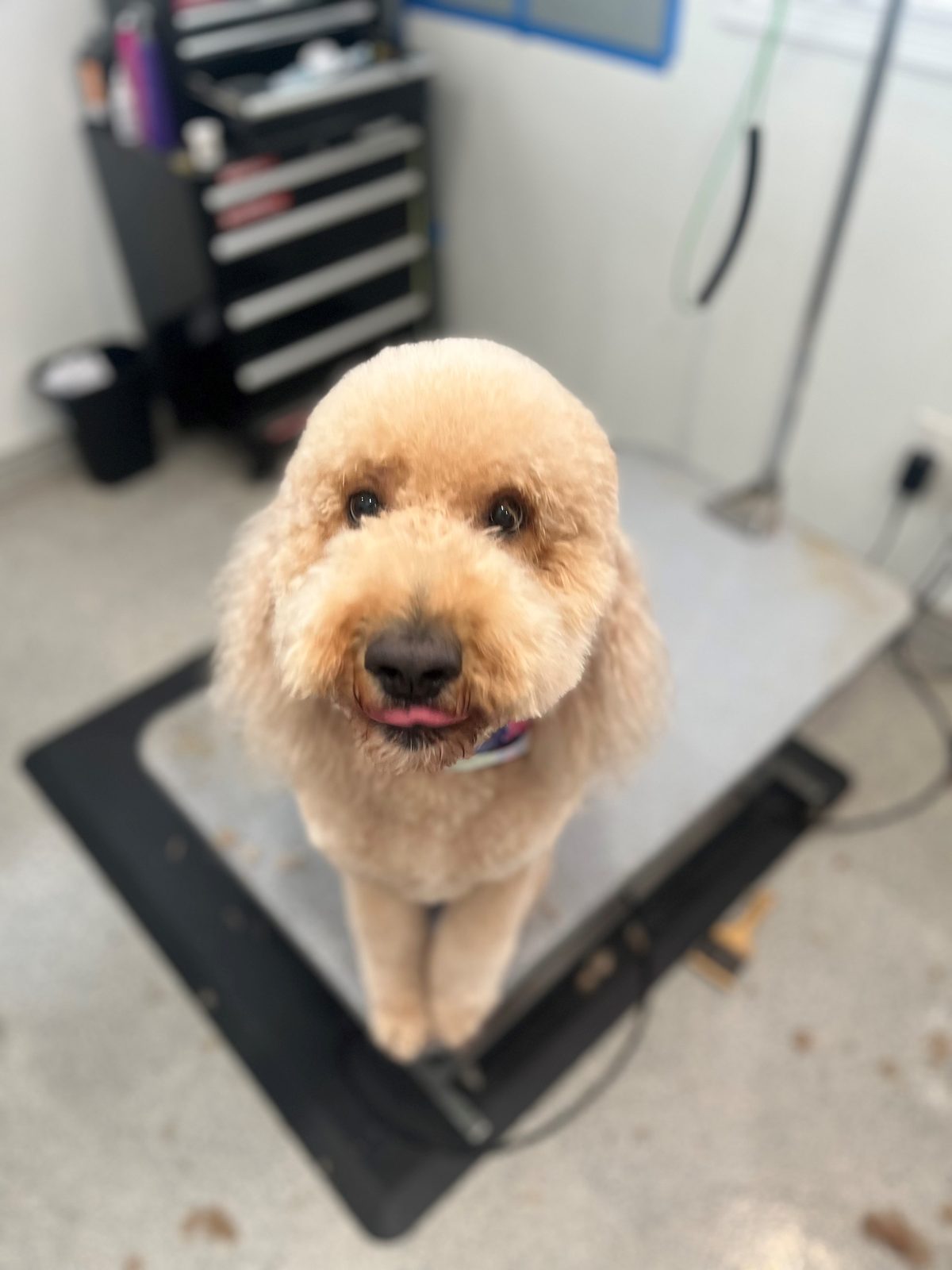 Doodle_Grooming_Memorial 1