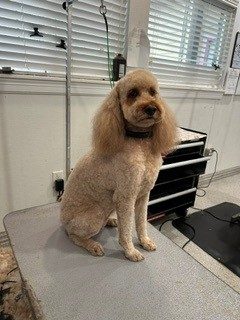 Doodle_Grooming_Memorial 2