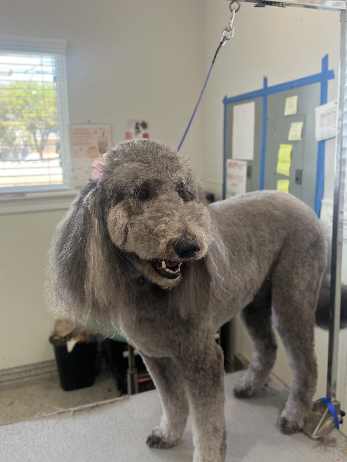 Doodle_Grooming_Memorial