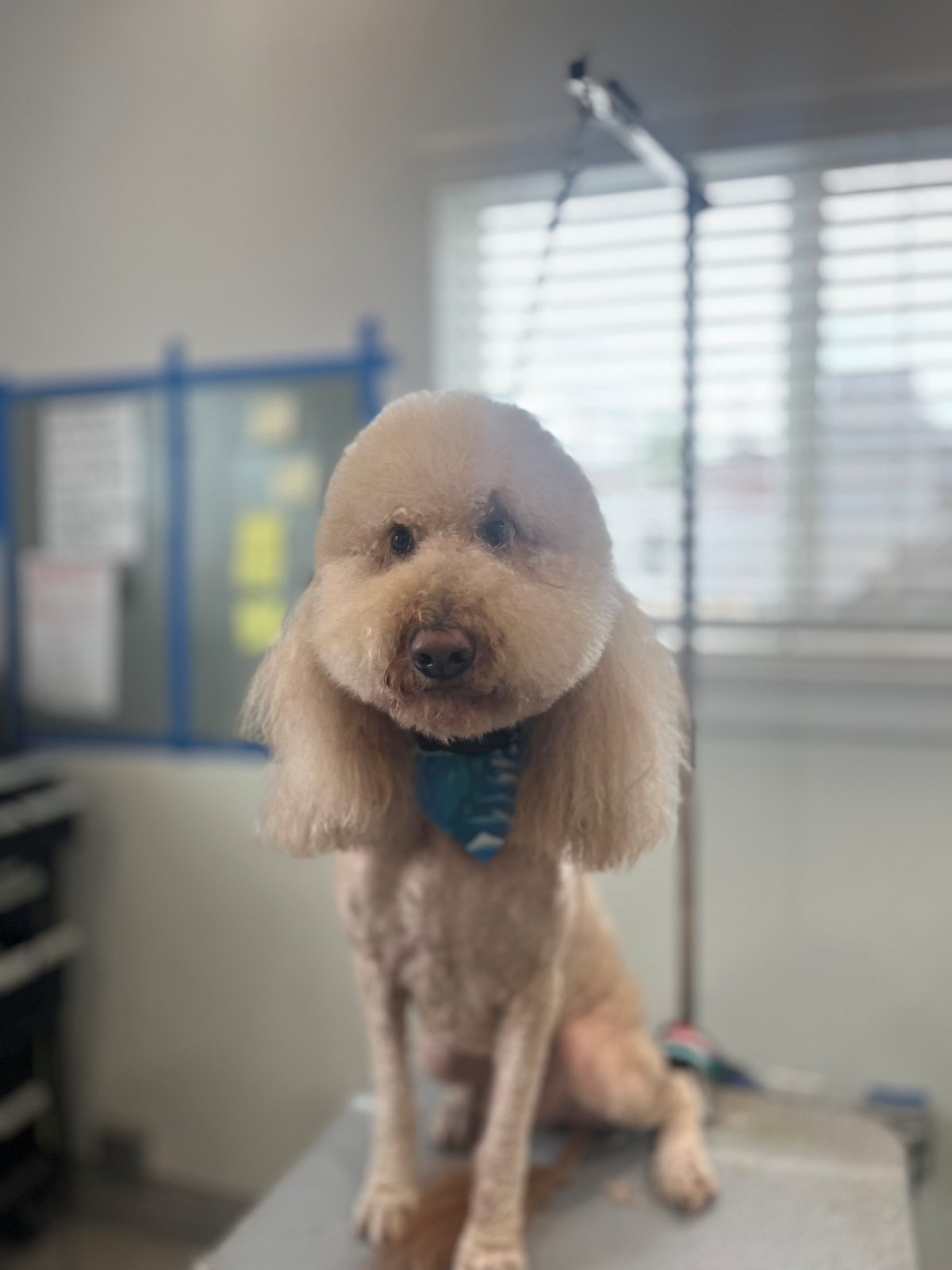 Doodle_Groomingg_Memorial