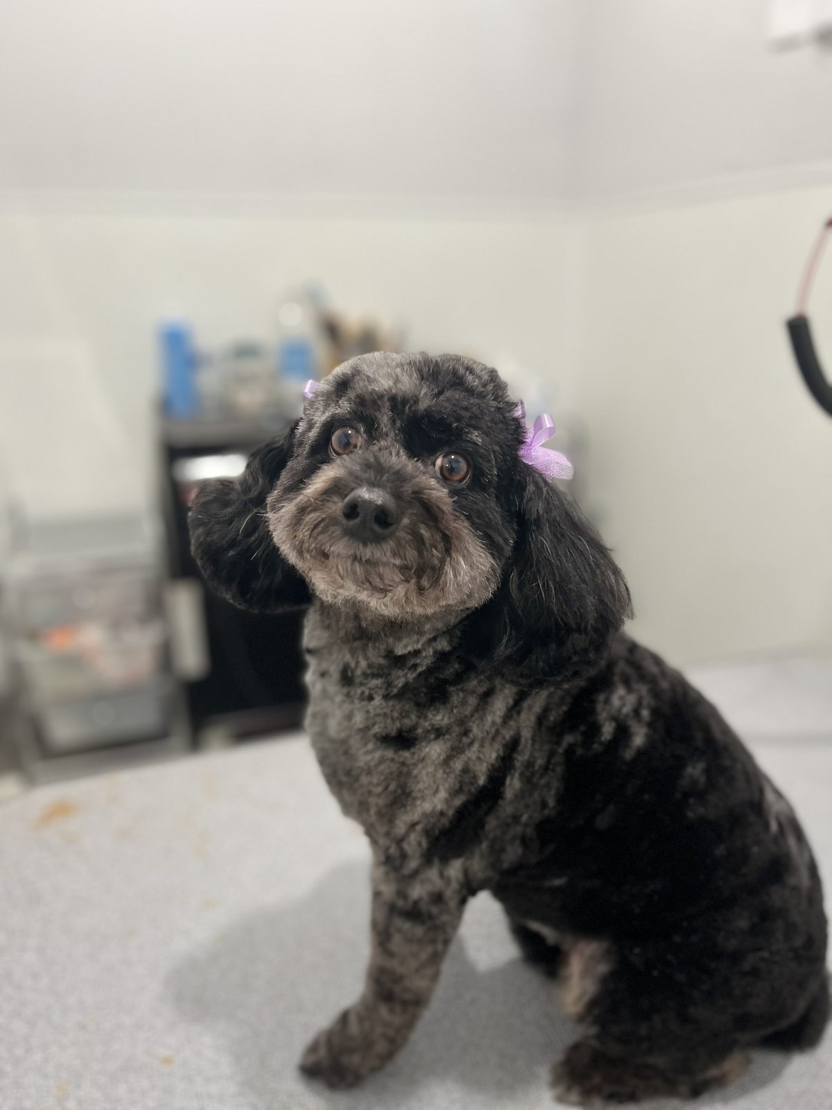 Doodle_Mix _Grooming_Memorial