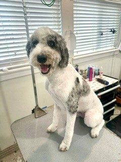 Doodle_Mix_Grooming_Memorial