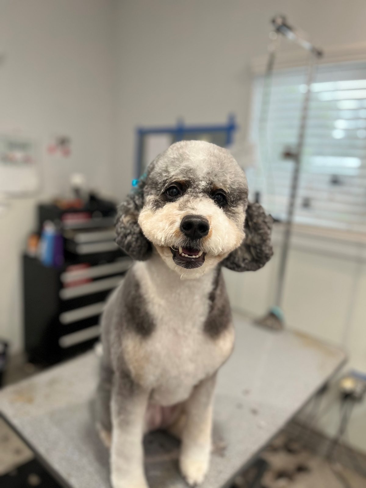 Doodlee_Grooming_Memorial 1