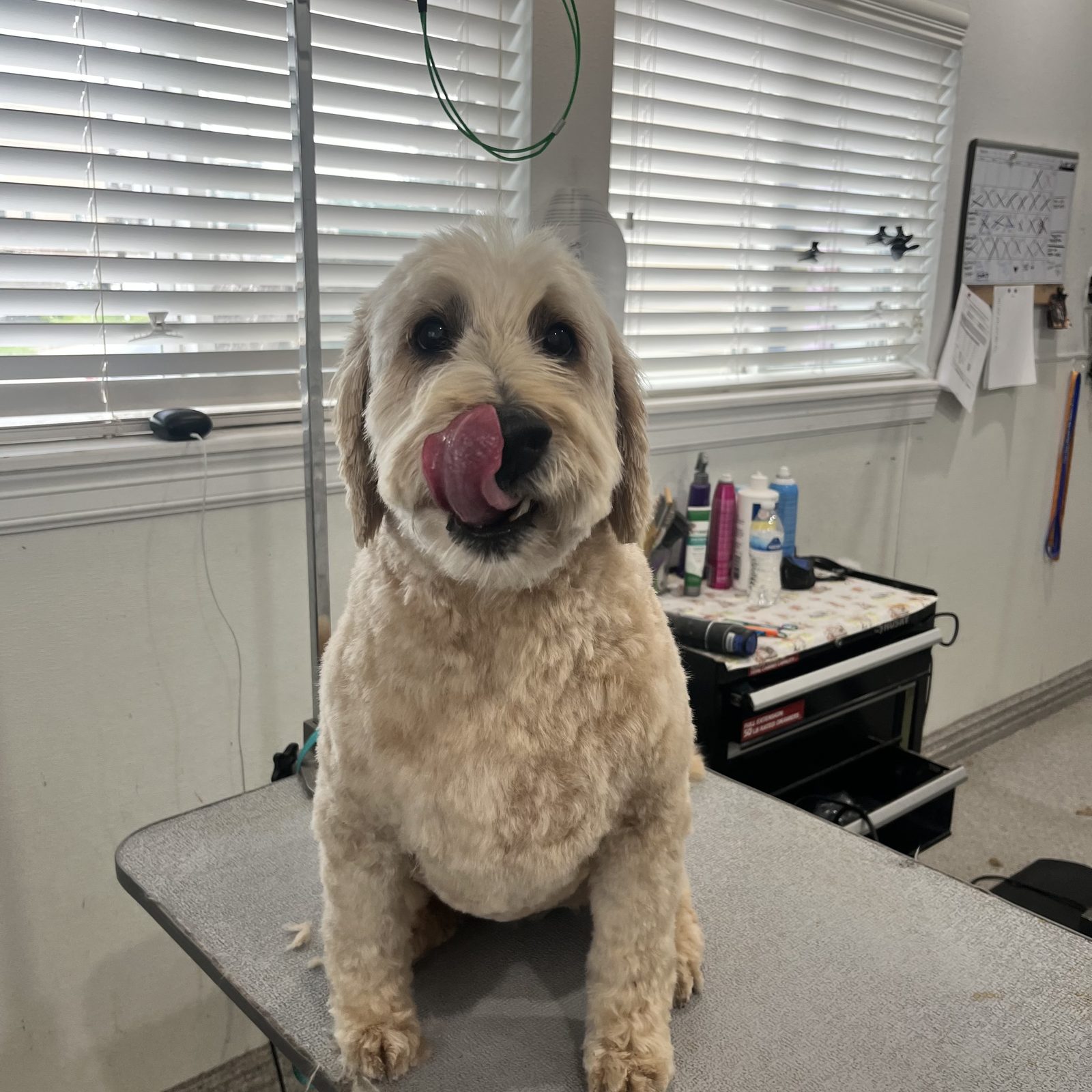 Doodlee_Grooming_Memorial 2