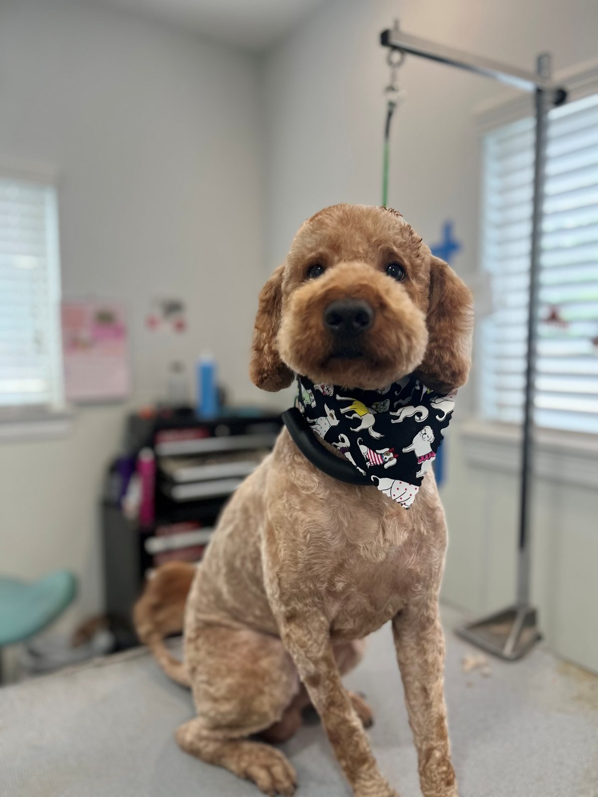 Doodlee_Grooming_Memorial