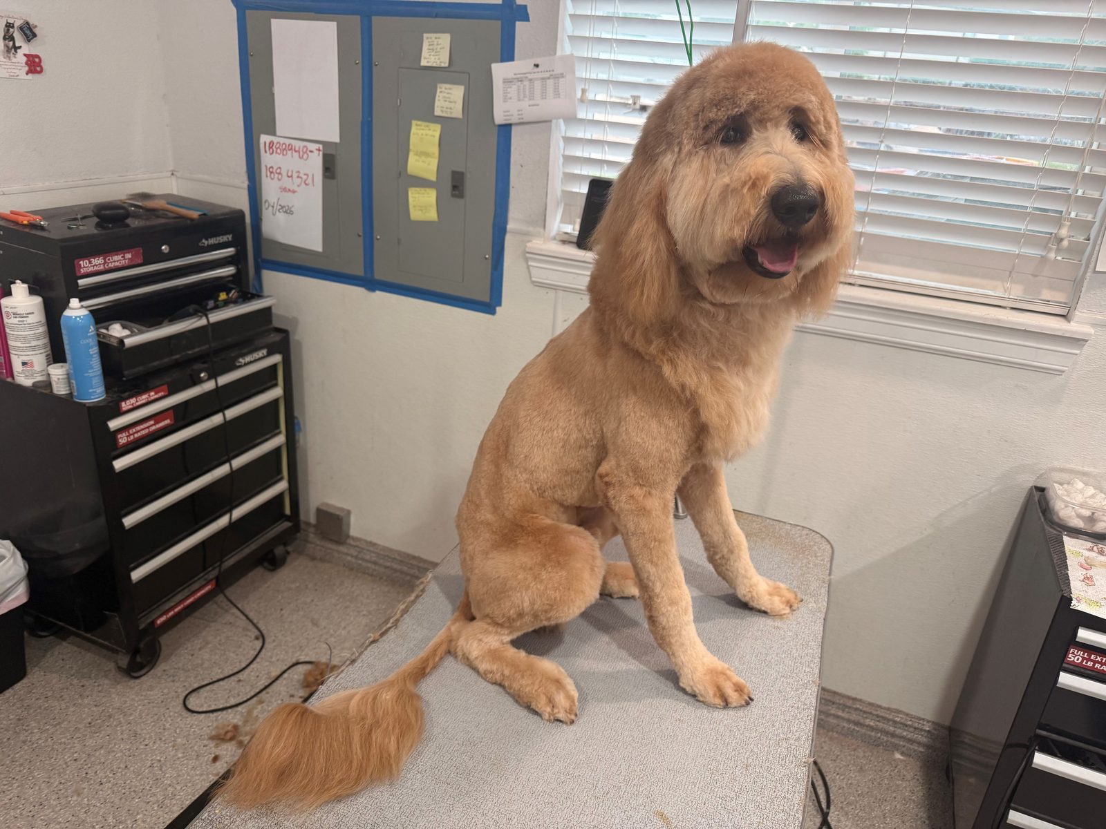 G_Doodle_Grooming_Memorial