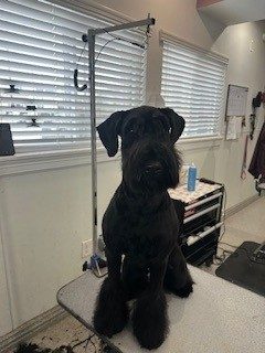Giant_Schnauzer_Grooming_Memorial