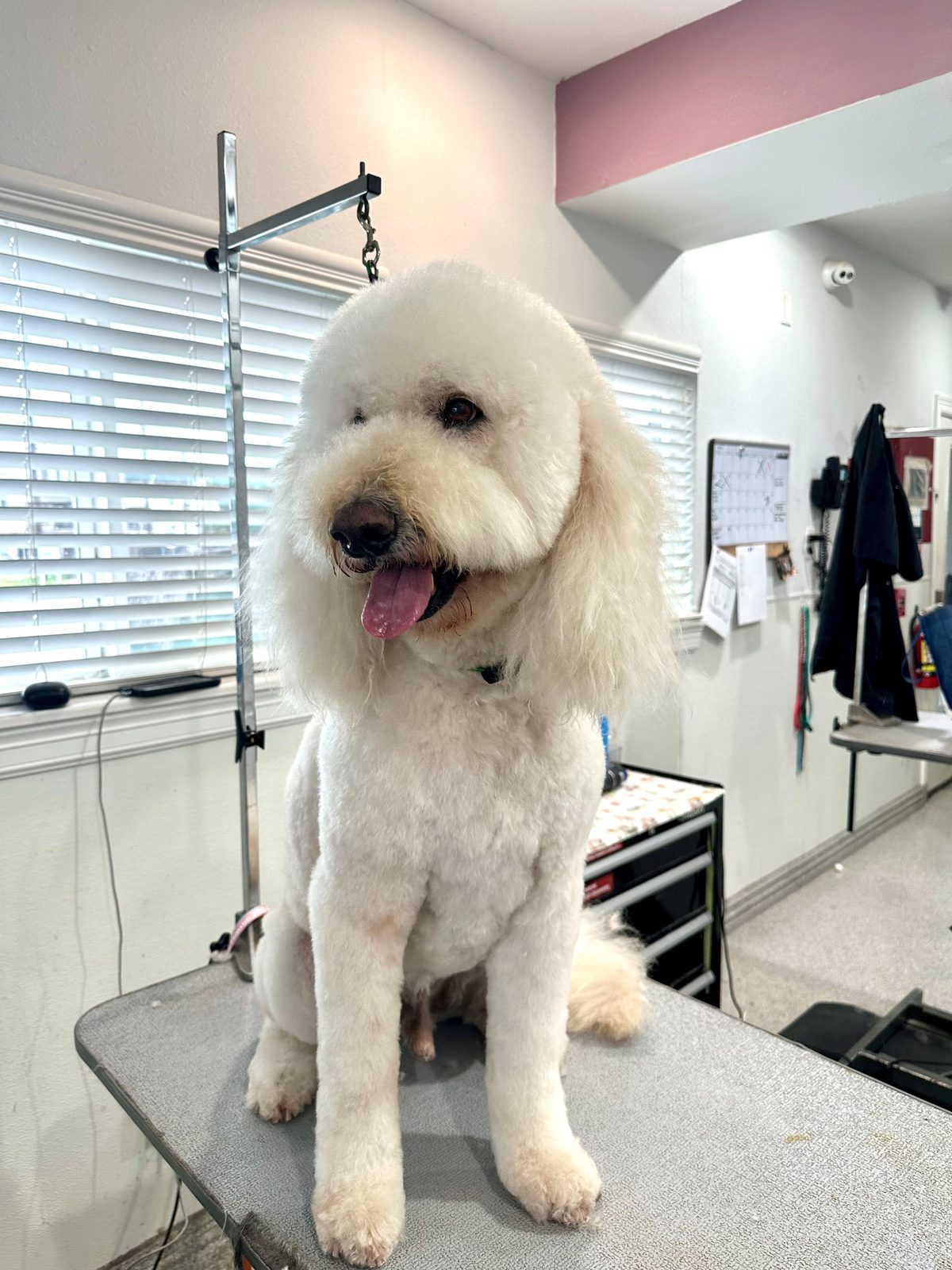 Golden_Doodl3_Grooming_Memorial