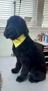 Golden_Doodle_Grooming_Memorial 1