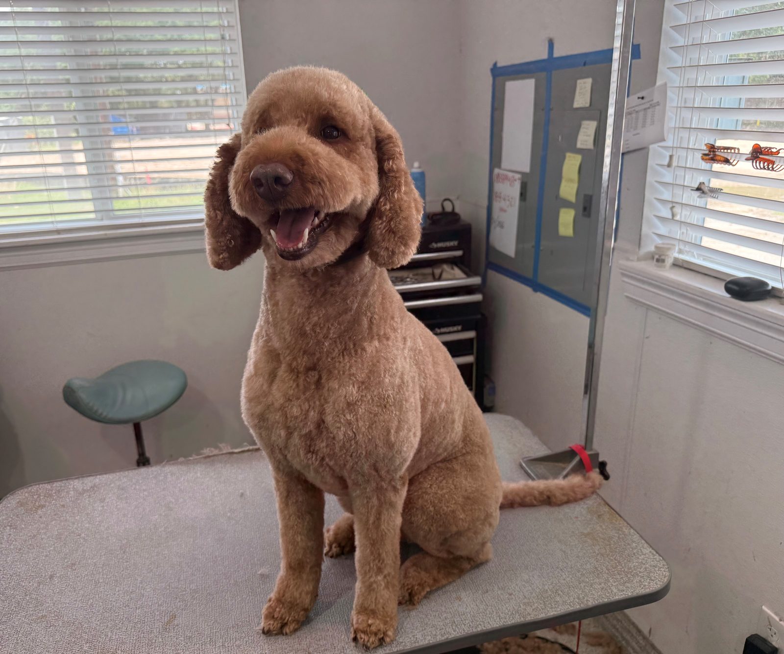 Golden_Doodle_Grooming_Memorial 2