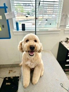 Golden_Doodle_Grooming_Memorial 3