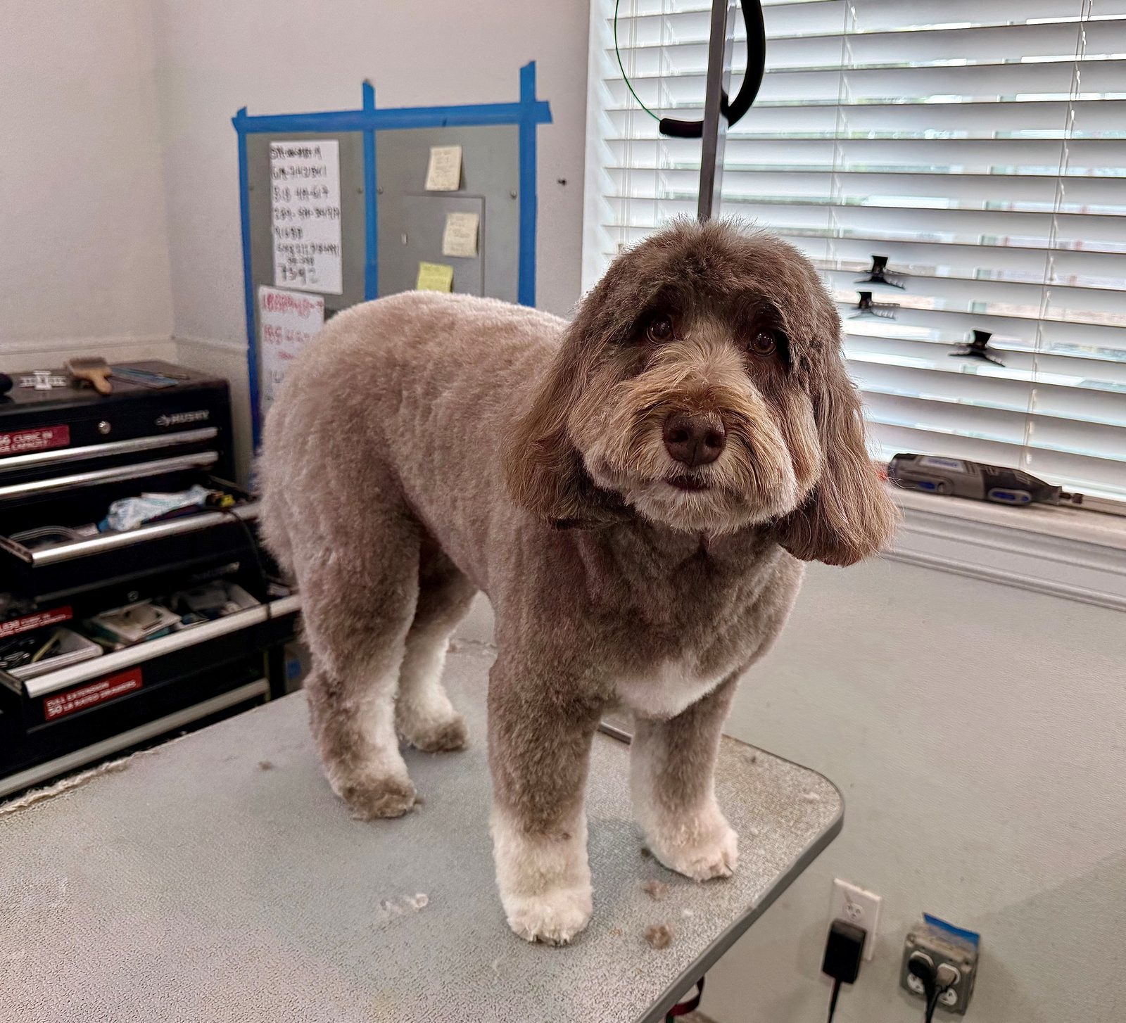 Golden_Doodle_Grooming_Memorial