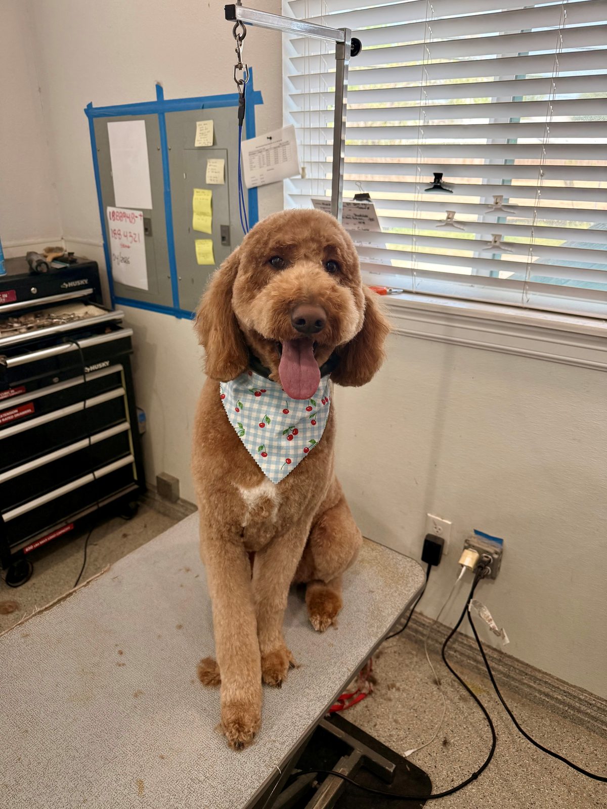 Golden_Doodle_Groomings_Memorial