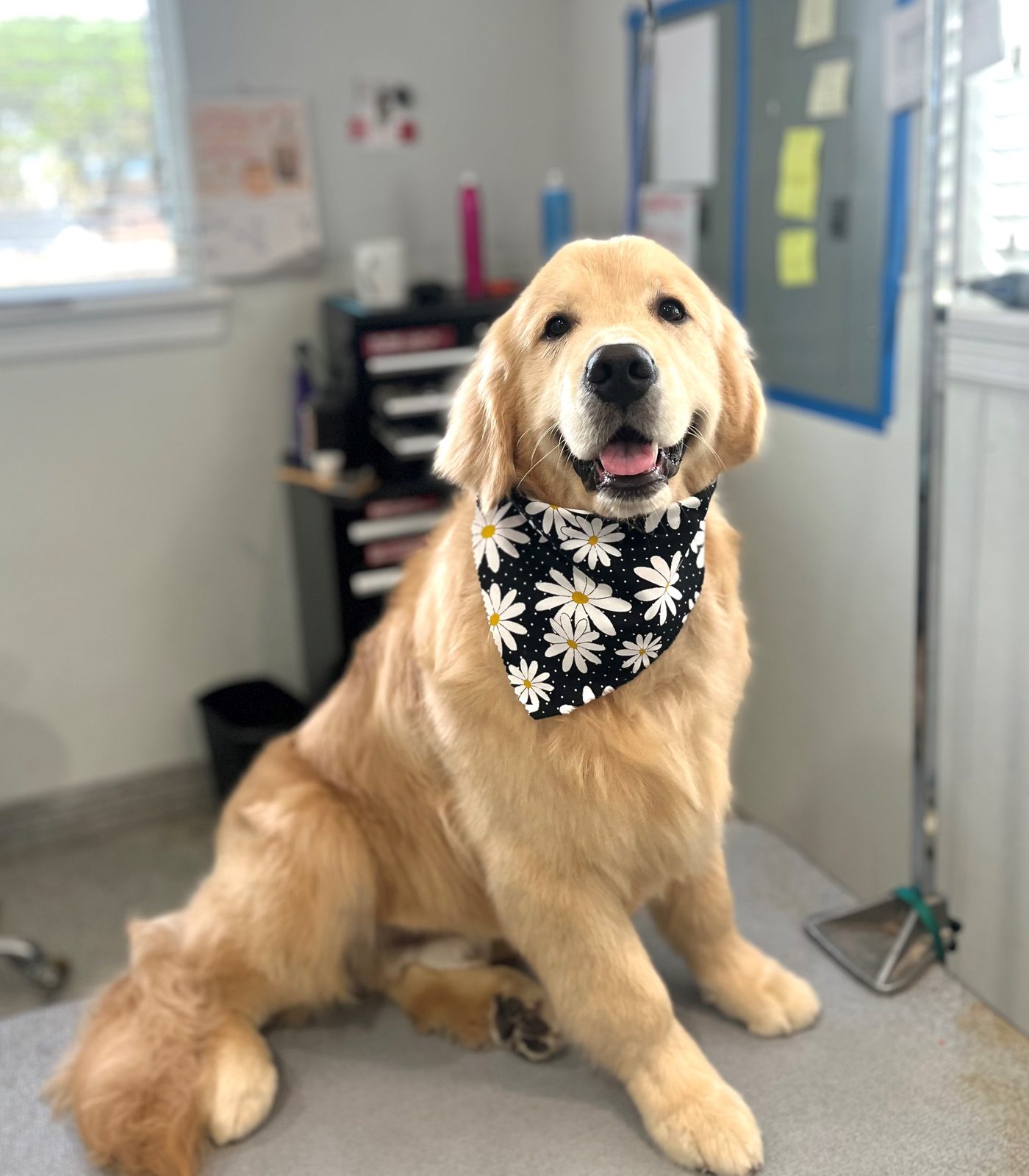 Golden_Retriever_Grooming_Memorial