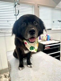 Lab_Mix_Grooming_Memorial