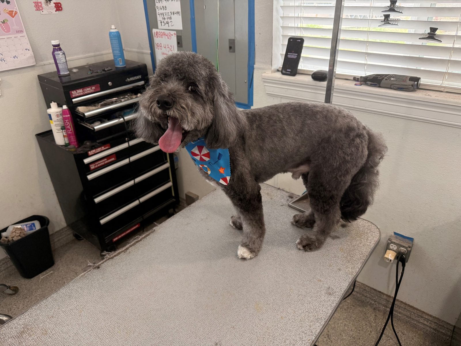 Labradoodle_Grooming_Memorial