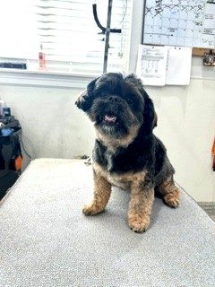 Lhasa_Grooming_Memorial