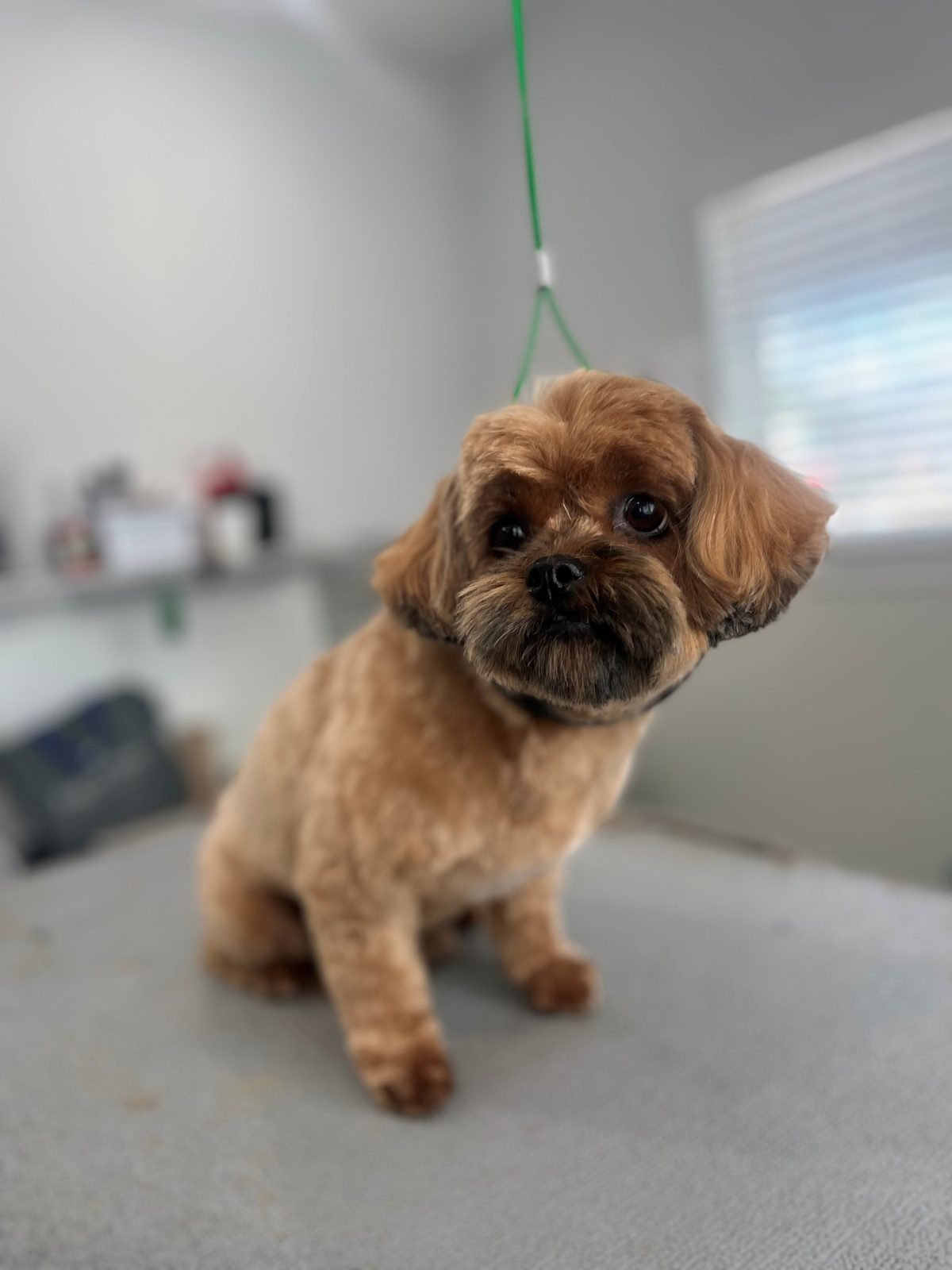 Lhasa_Mix_Grooming_Memorial